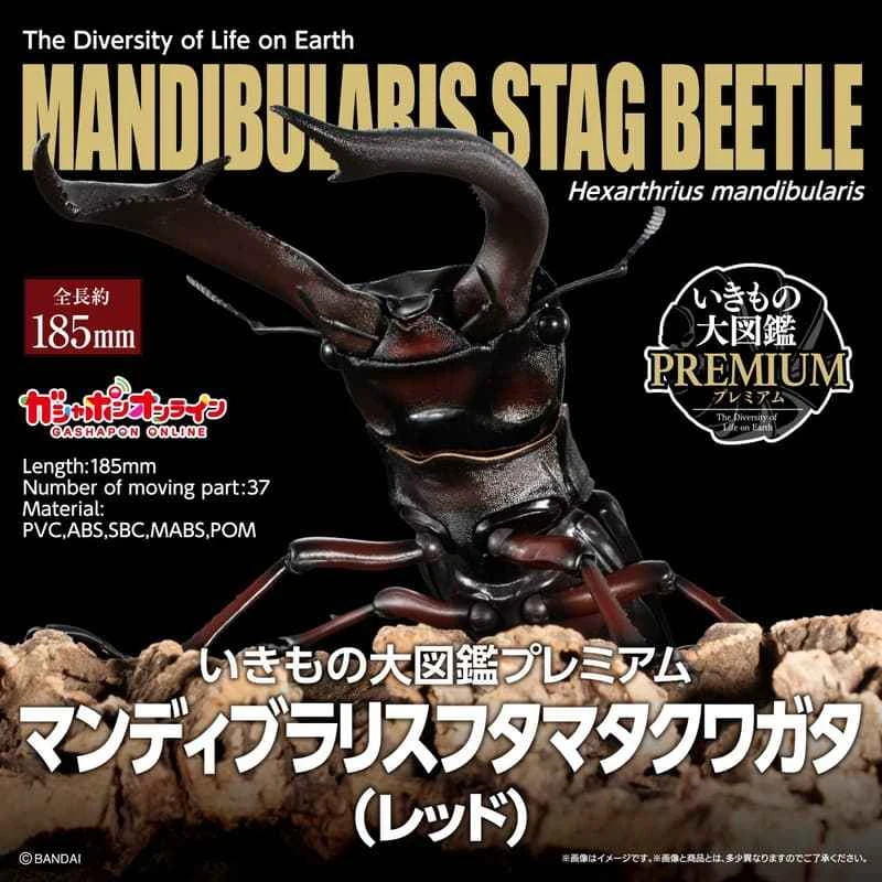 (Pre-order) March 2026 BANDAI Distributed Edition of the PREMIUM Creature Encyclopedia: Giant Mandibles Stag Beetle (Red) Box Toy
